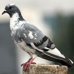 Seagull perching on railing