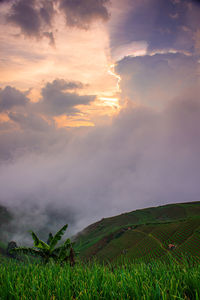 Scenic view of field against sky at sunset