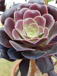 Close-up of succulent plant