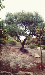 Trees growing on rocks