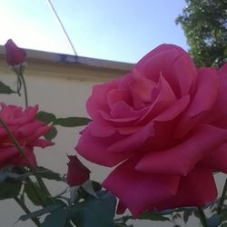 Close-up of pink flower