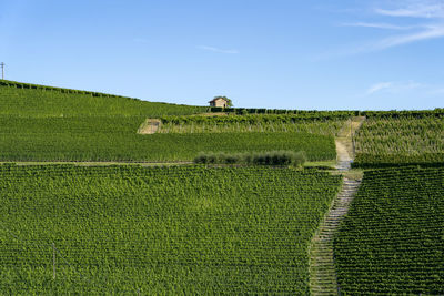 Scenic view of agricultural field against sky