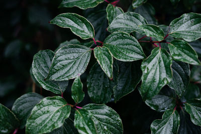 Close-up of fresh green leaves