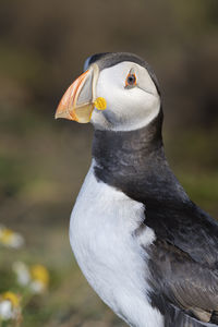 Close-up of puffin