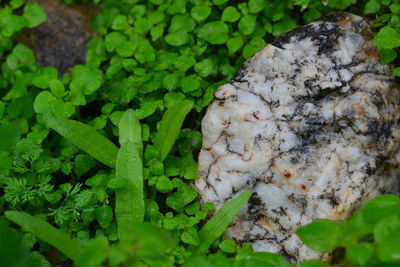 High angle view of mushrooms growing on plant