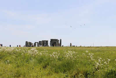 View of birds flying over grassy field