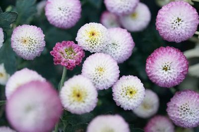 Close-up of flowers