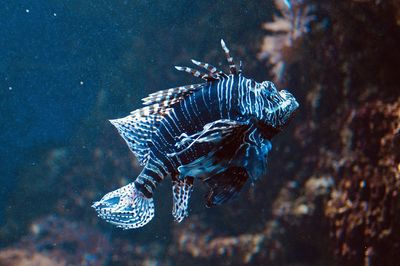 Fish swimming in sea