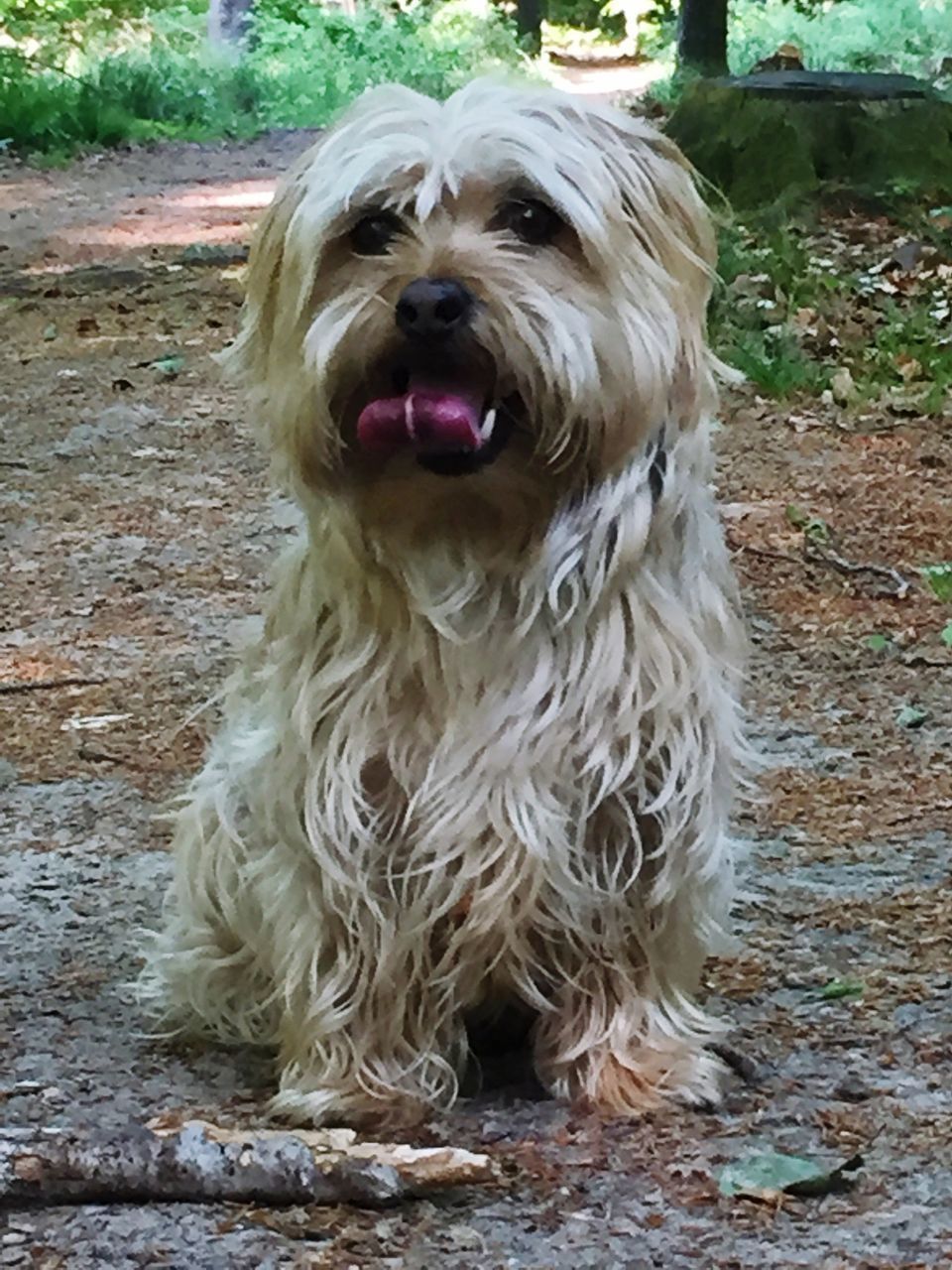 CLOSE-UP PORTRAIT OF DOG ON COBBLESTONE