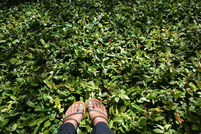 Low section of woman standing on plants