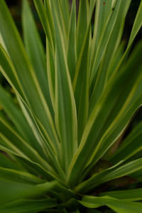 Closeup nature view of green leaf and palms background. flat lay, tropical leaf used as a background