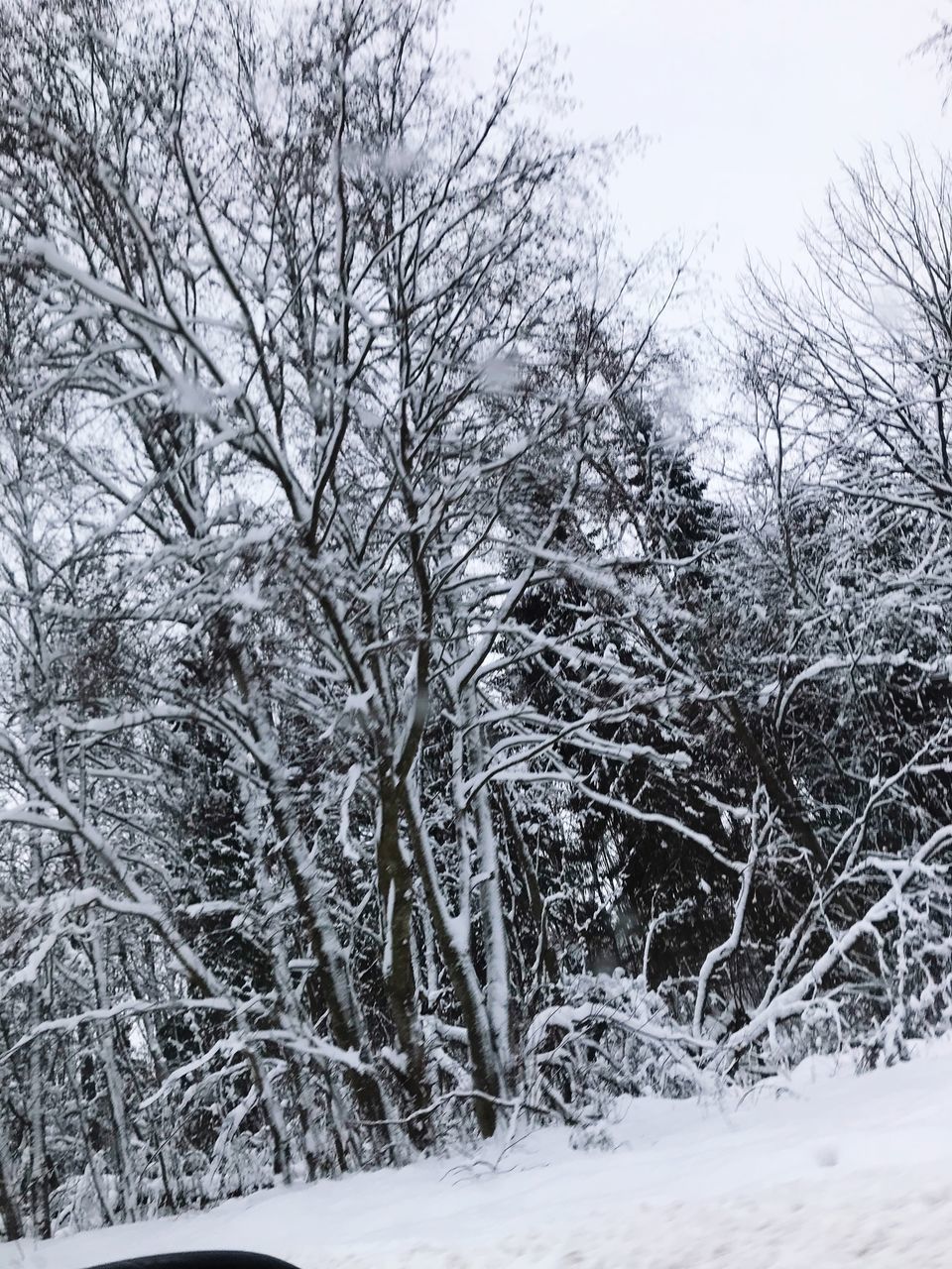 BARE TREES IN SNOW COVERED FOREST