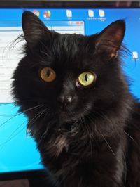 Close-up portrait of black cat