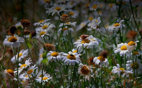 Close-up of yellow flowers