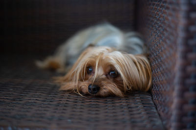 Close-up portrait of a dog