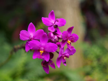 Close-up of purple flowering plant