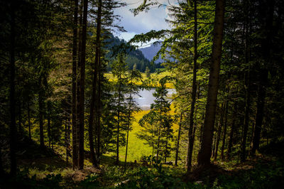 Panoramic view of pine trees in forest