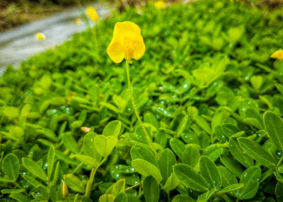 Close-up of yellow flowering plant leaves