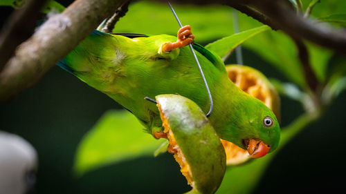 Close-up of a bird on branch