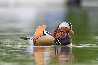 Close-up of duck swimming in lake