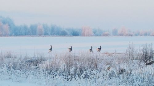 Deers by calm lake