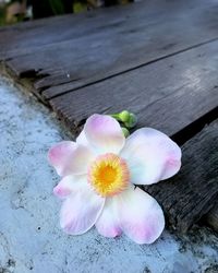 High angle view of pink flower on wood