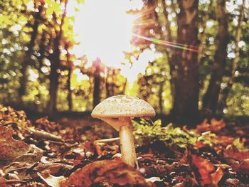 Close-up of mushroom growing in forest