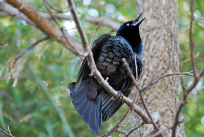 Low angle view of bird perching on branch