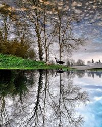 Reflection of bare trees in lake against sky