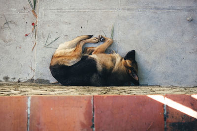 Directly above shot of german shepherd sleeping by wall