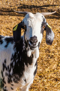 Close-up of goat on field