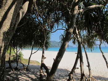 Trees on beach