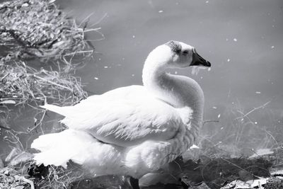 Close-up of a swan in lake