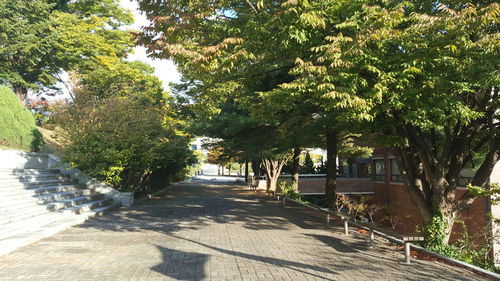 Empty road along trees in park