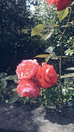 Close-up of rose bouquet