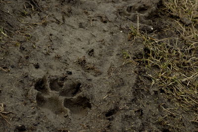 Close-up of mud