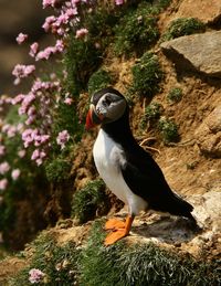 Side view of puffin on rock