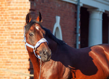 Horse in stable