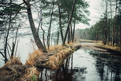 Bare trees in forest during winter