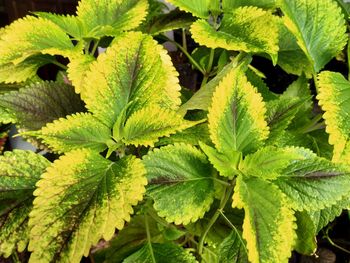 Shrubs or herbs efficacious as a cure for hemorrhoids, ulcers, fever and ear inflammation