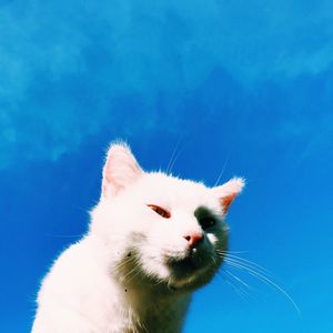 Low angle view of cat against clear blue sky