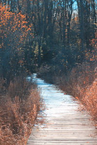 Scenic view of forest during winter