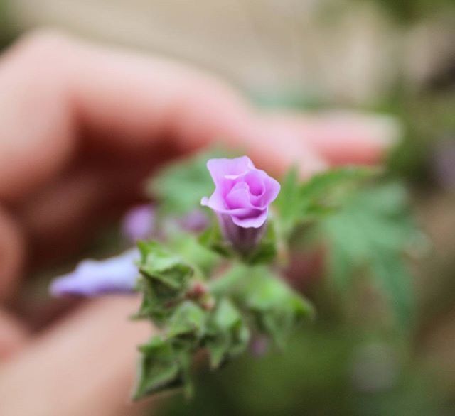 flower, person, freshness, petal, fragility, focus on foreground, holding, flower head, close-up, selective focus, part of, pink color, growth, beauty in nature, plant, nature, cropped