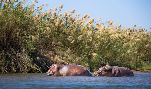 Hippopotamus in river against sky