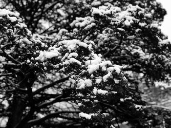 Close-up of snow on tree