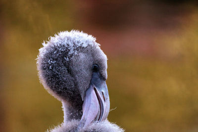 Close-up of a swan