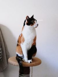 Cat sitting on seat against wall at home