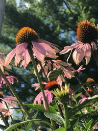 Close-up of purple coneflower blooming outdoors