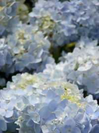 Close-up of white hydrangea