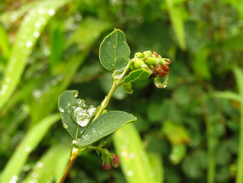 Close-up of water drops on plant